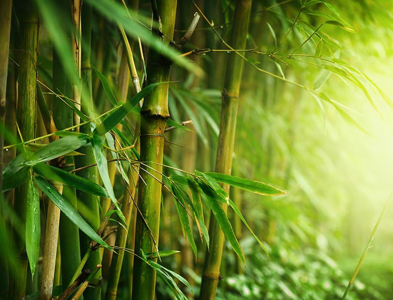 Why Bamboo?