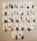 Nature's ABC Flashcards Pack by Jo Collier